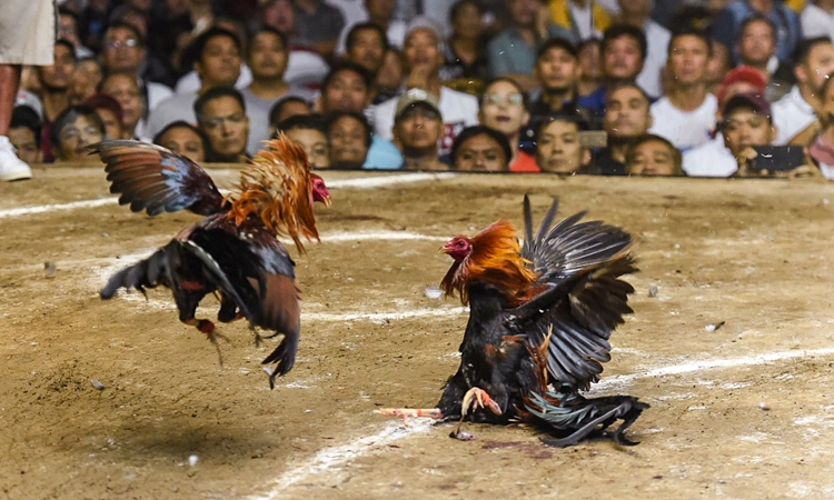 Cockfighting Entertainment at SV368 Casino: A Digital Gaming Overview and Responsible Perspective