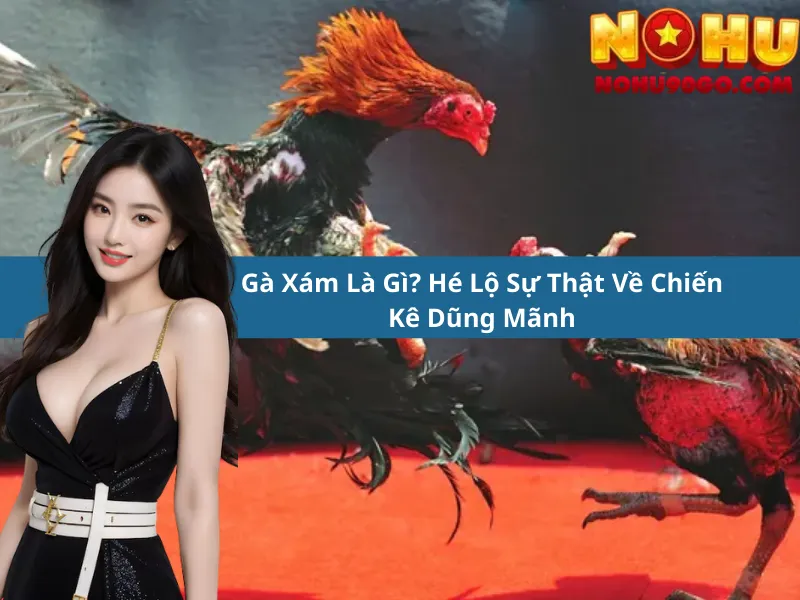 Gray Rooster Betting at Nohu90 Casino: Exploring the Meaning, Gameplay, and Online Experience